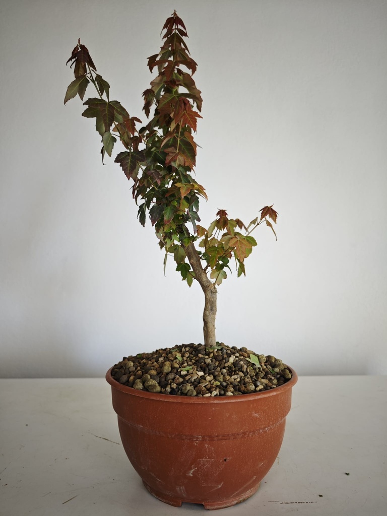 B 15. Acer buergerianum 150 euros con envio gratis peninsxula.