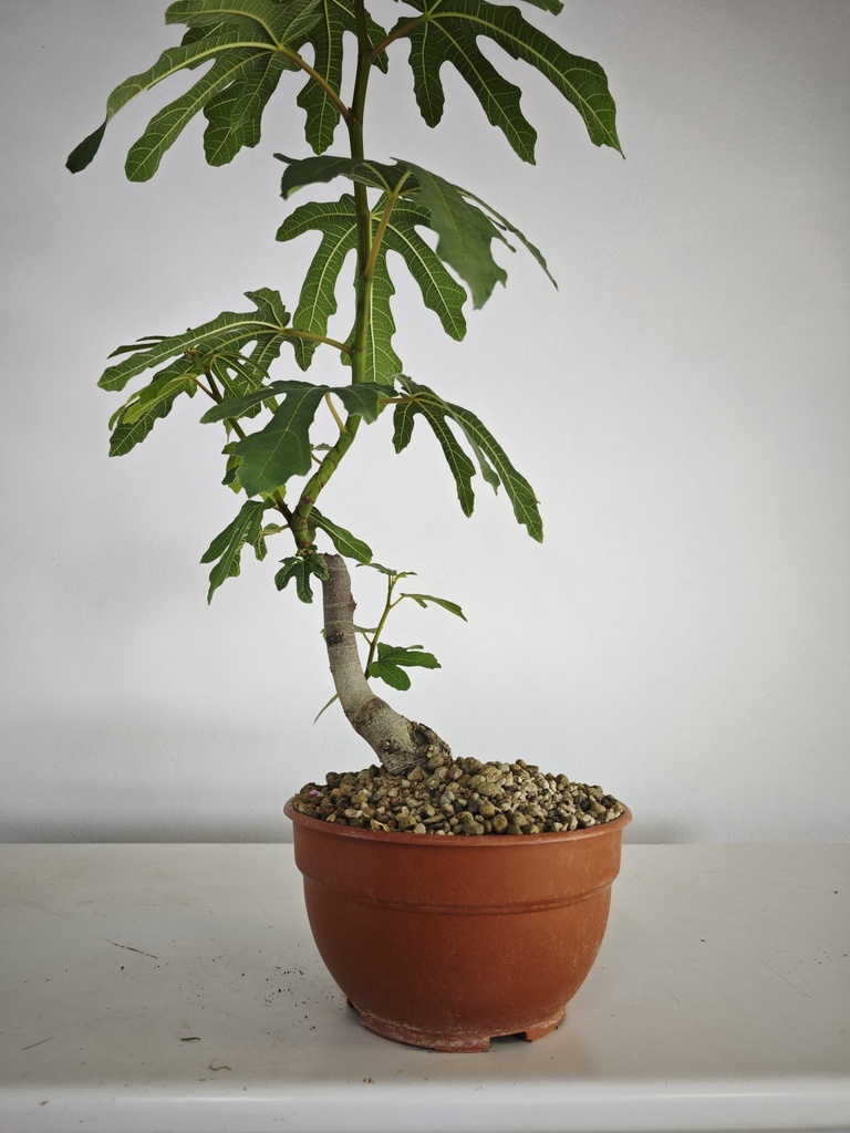 H 10. Ficus carica 150 euros con envio gratis peninsula.