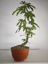 H 10. Ficus carica 150 euros con envio gratis peninsula.