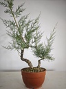 T 10. Tamarix 150 euros con envio gratis penisula