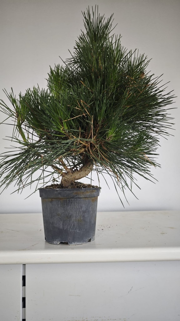 * P 11 Pinus thunbergii, 70 euros con envio gratis peninsula.