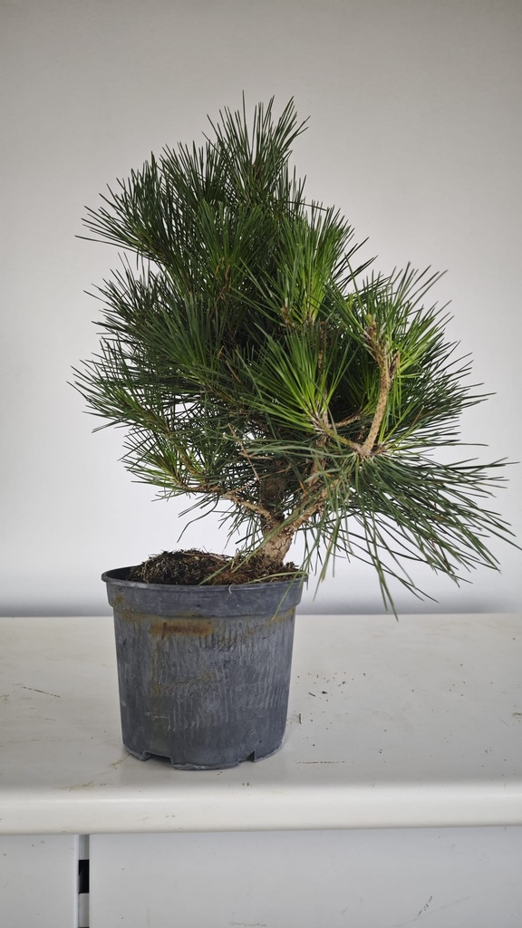 * P 11 Pinus thunbergii, 70 euros con envio gratis peninsula.