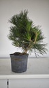 * P 11 Pinus thunbergii, 70 euros con envio gratis peninsula.