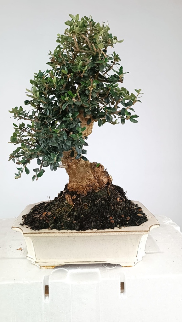 Olea europaea sylvestris, 220 euros