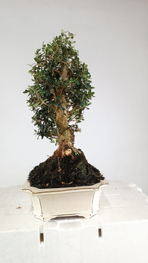 Olea europaea sylvestris, 220 euros