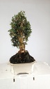 Olea europaea sylvestris, 220 euros