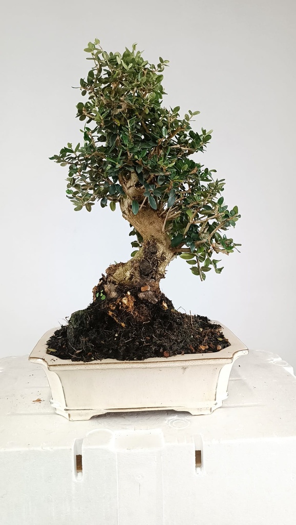 Olea europaea sylvestris, 220 euros