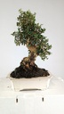 Olea europaea sylvestris, 220 euros
