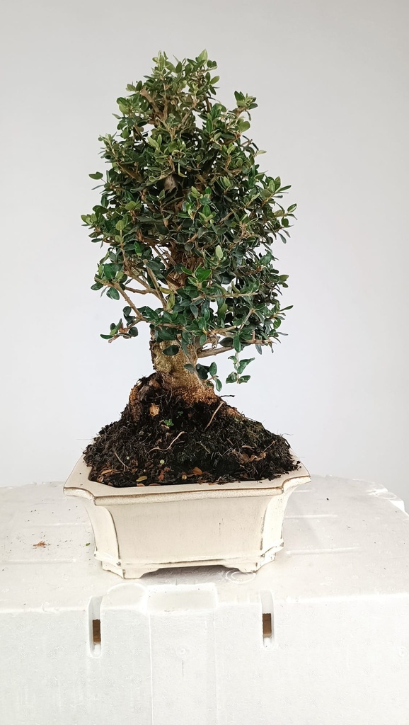 Olea europaea sylvestris, 220 euros