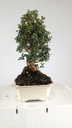 Olea europaea sylvestris, 220 euros