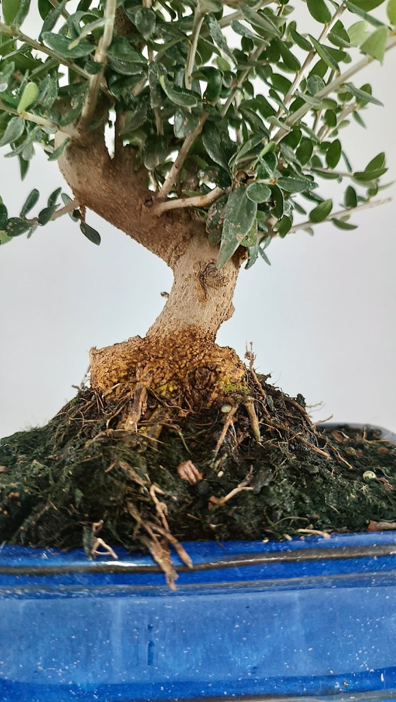 1 Olea europaea sylvestris