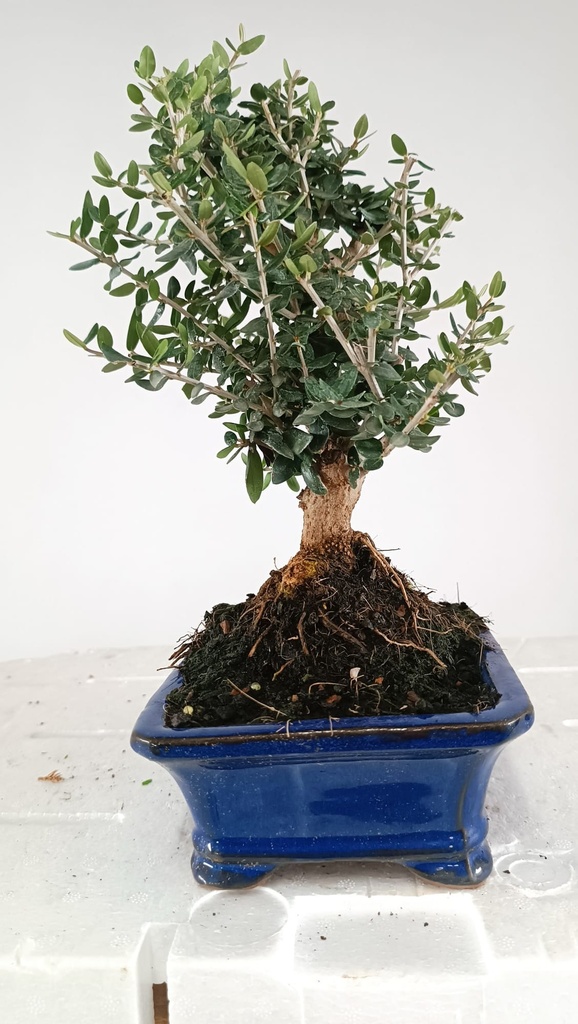 1 Olea europaea sylvestris