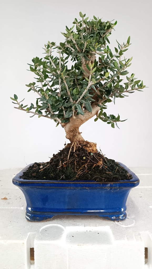 1 Olea europaea sylvestris