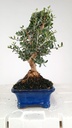 1 Olea europaea sylvestris