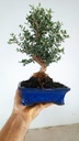 1 Olea europaea sylvestris