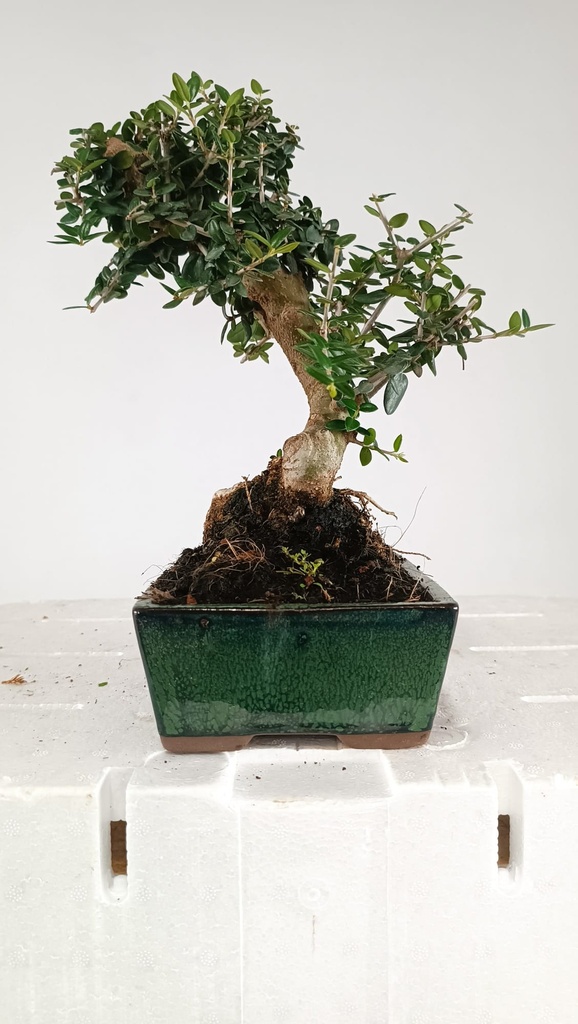 0 Olea europaea sylvestris, 66 euros