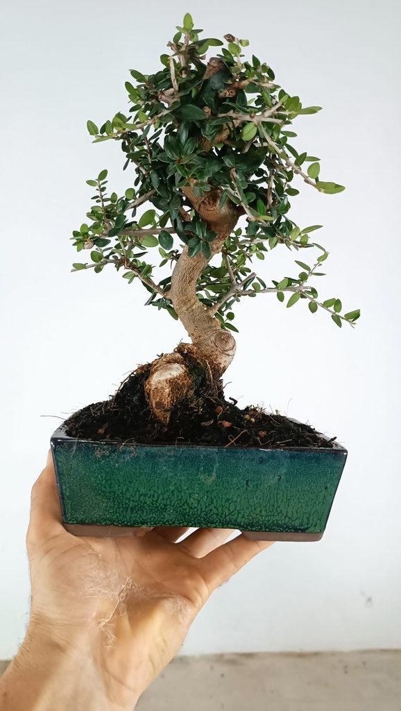 0 Olea europaea sylvestris, 66 euros