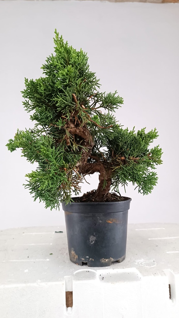 2 Juniperus chinensis, 60 euros