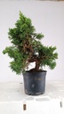 2 Juniperus chinensis, 60 euros