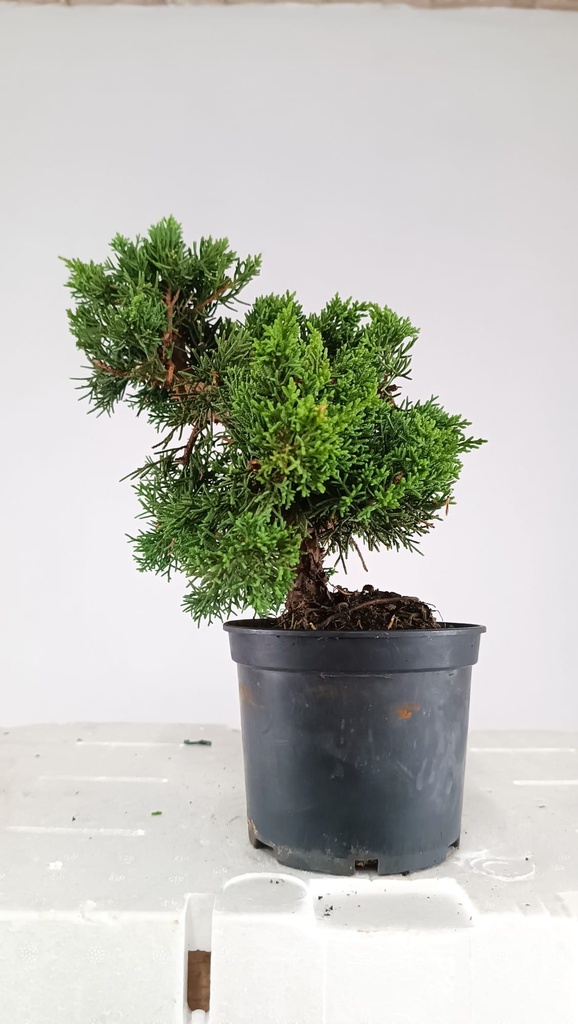 2 Juniperus chinensis, 60 euros