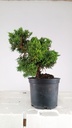2 Juniperus chinensis, 60 euros