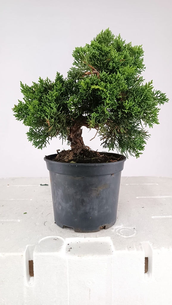 2 Juniperus chinensis, 60 euros