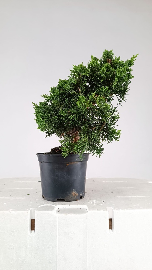 2 Juniperus chinensis, 60 euros