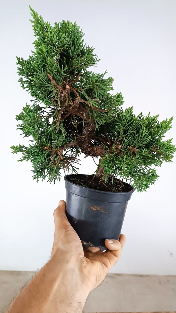 2 Juniperus chinensis, 60 euros