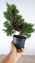 2 Juniperus chinensis, 60 euros