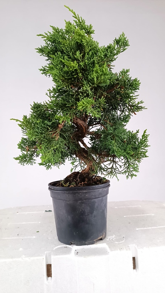 1 Juniperus chinensis,  60 ceuros
