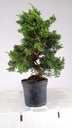 1 Juniperus chinensis,  60 ceuros