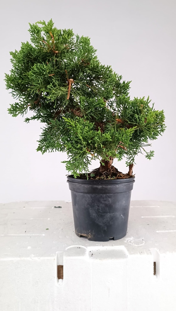 1 Juniperus chinensis,  60 ceuros