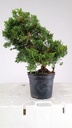 1 Juniperus chinensis,  60 ceuros