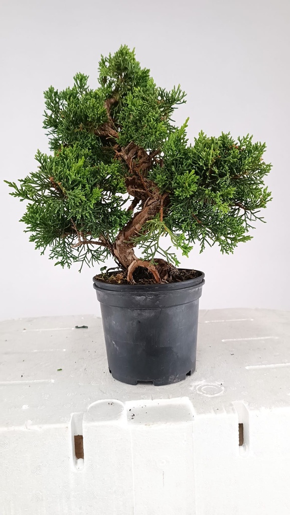 1 Juniperus chinensis,  60 ceuros