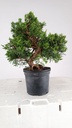 1 Juniperus chinensis,  60 ceuros