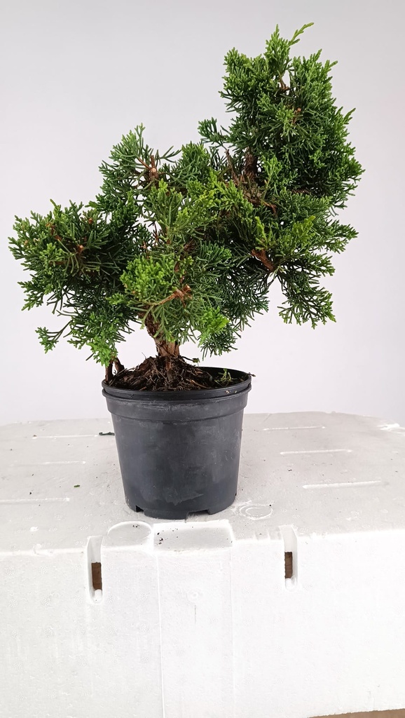 1 Juniperus chinensis,  60 ceuros