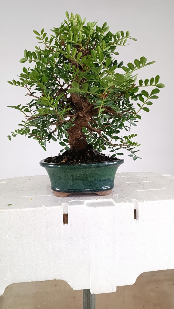 1 Pistacha lentiscus, 80 euros