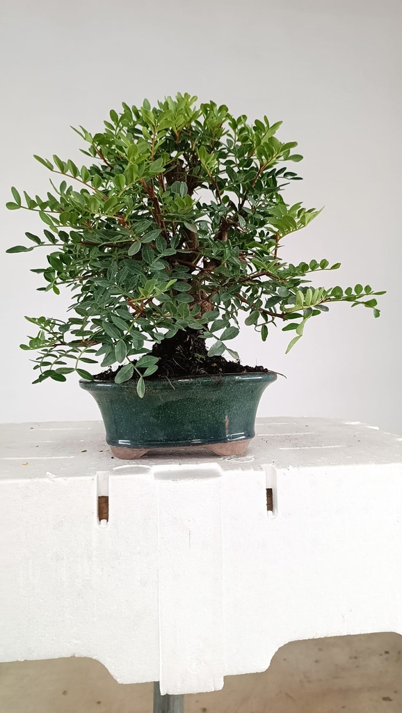 1 Pistacha lentiscus, 80 euros