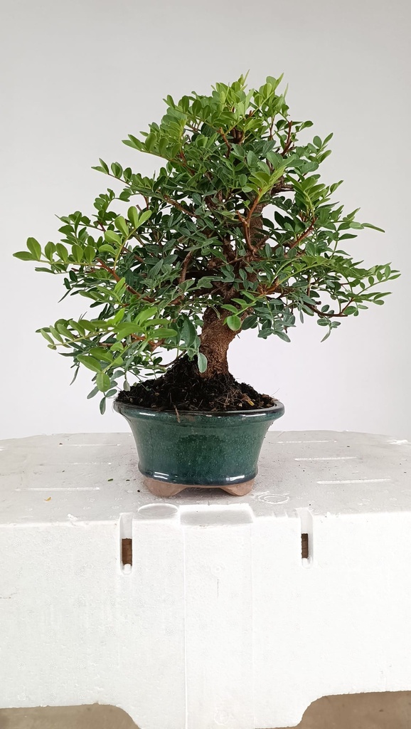 1 Pistacha lentiscus, 80 euros