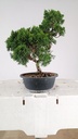 2 Juniperus chinensis kyushu, 55 euros