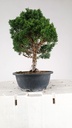 1 Juniperus chinensis kyushu, 55 euros