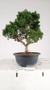 1 Juniperus chinensis kyushu, 55 euros
