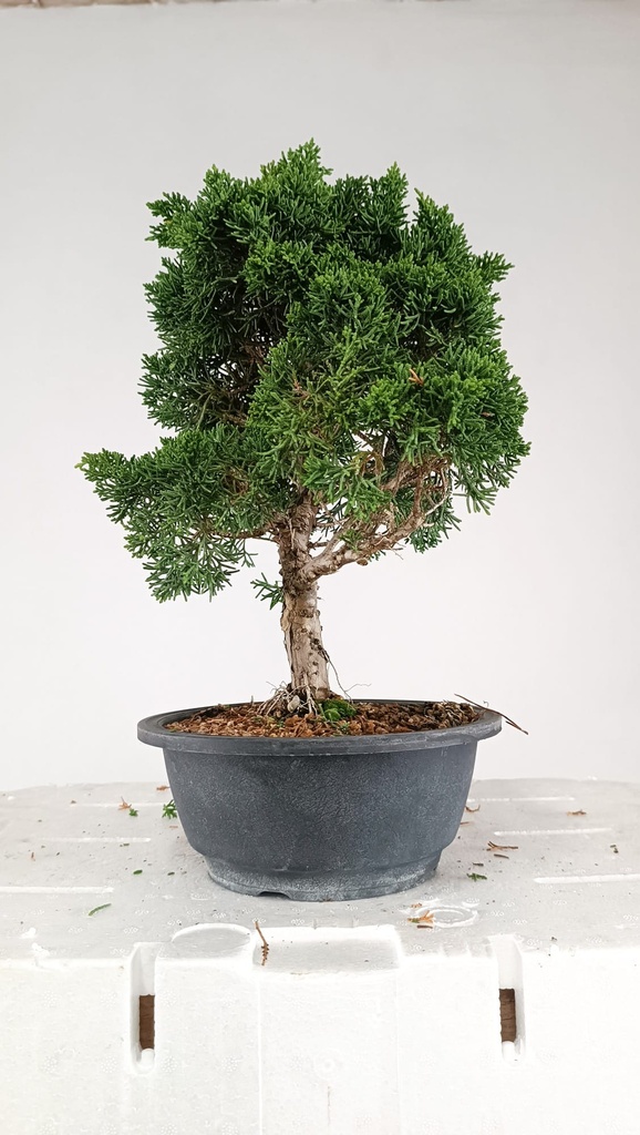 1 Juniperus chinensis kyushu, 55 euros