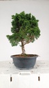1 Juniperus chinensis kyushu, 55 euros