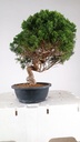 3 Juniperus chinensis kyushu, 155 euross