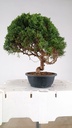 3 Juniperus chinensis kyushu, 155 euross