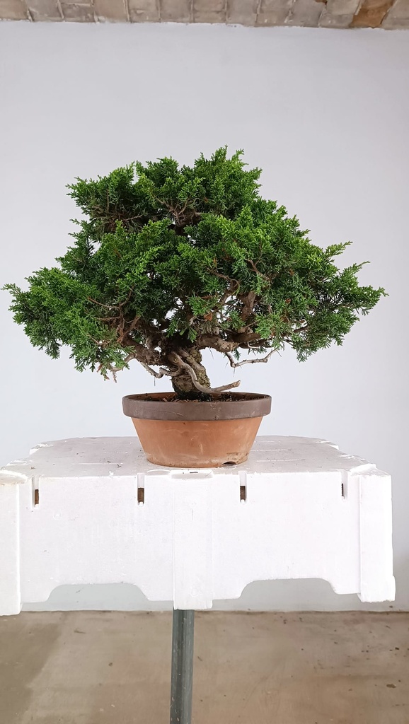 Juniperus chinensis itoigawa,  770 euros