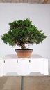 Juniperus chinensis itoigawa,  770 euros