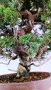 Juniperus chinensis itoigawa,  770 euros