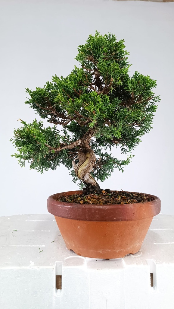 Juniperus chinensis itoigawa  450 euros